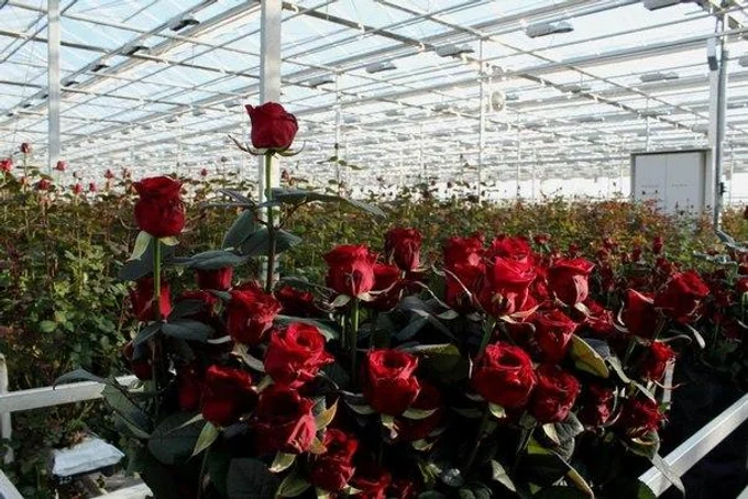 Ежедневная свежесть!